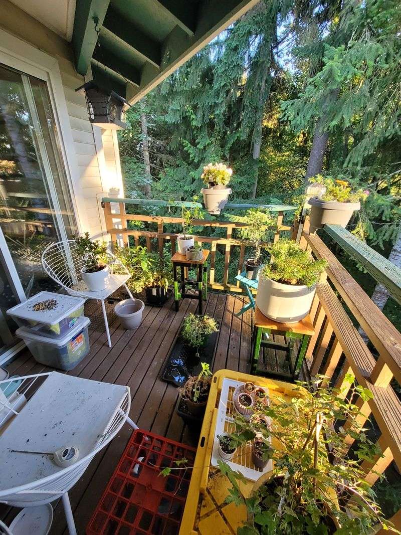 Cluttered Collections of Planters