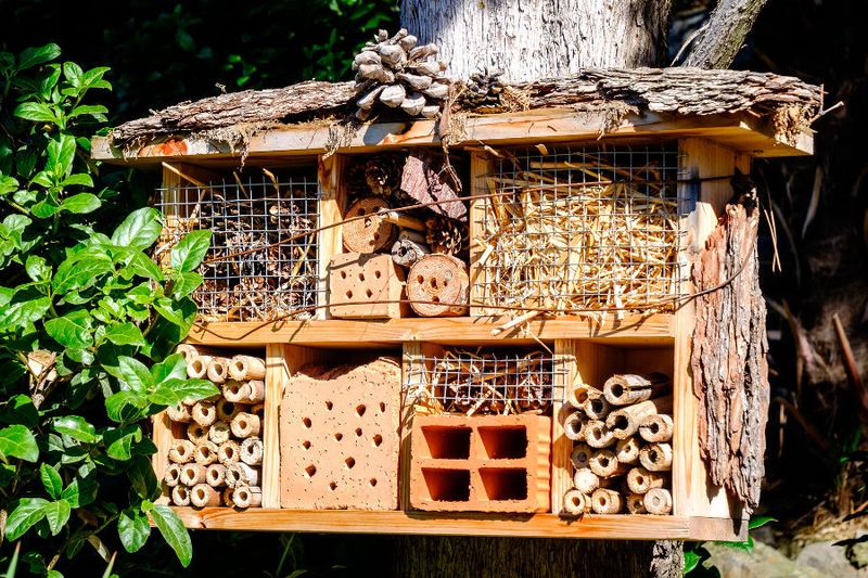 Build A Bug Hotel For Beneficial Insects