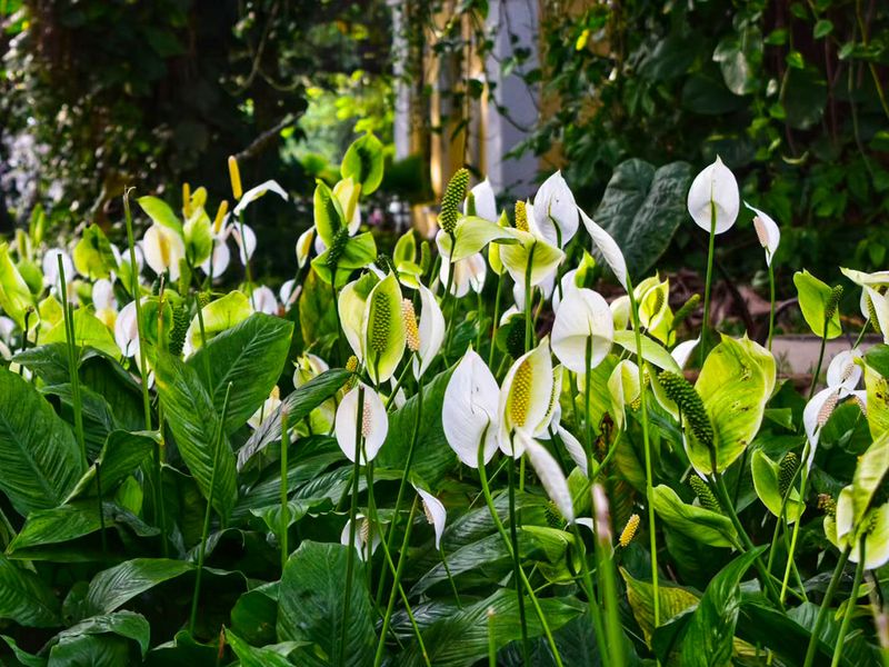 Grow Peace Lilies For Flower Power Symbolism