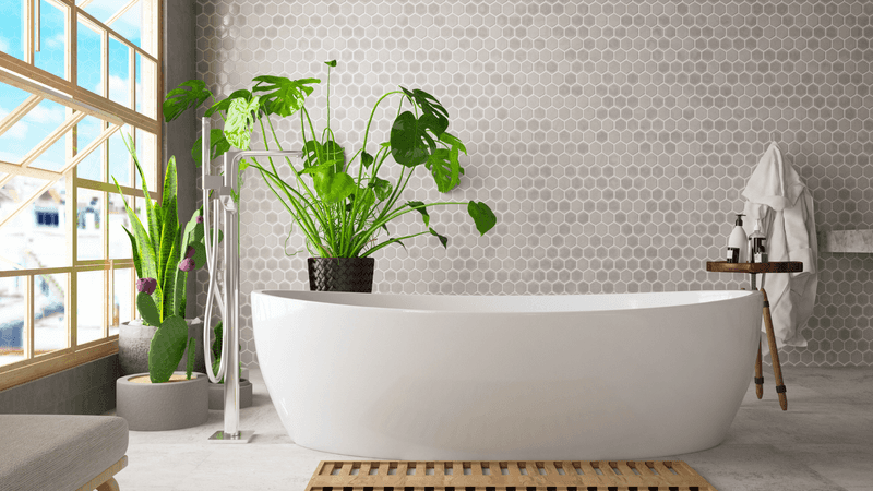 Bathroom Plants Galore