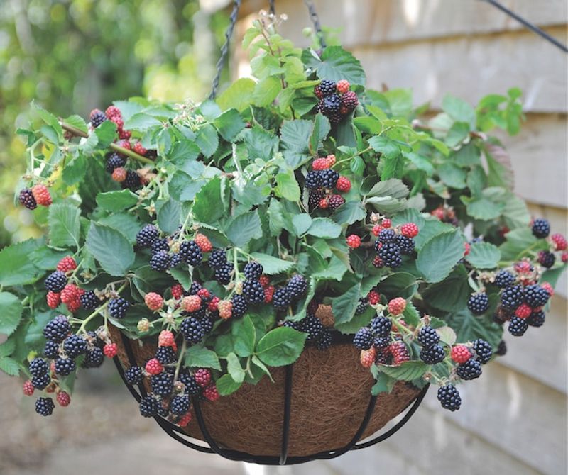 Fruit-Bearing Plants