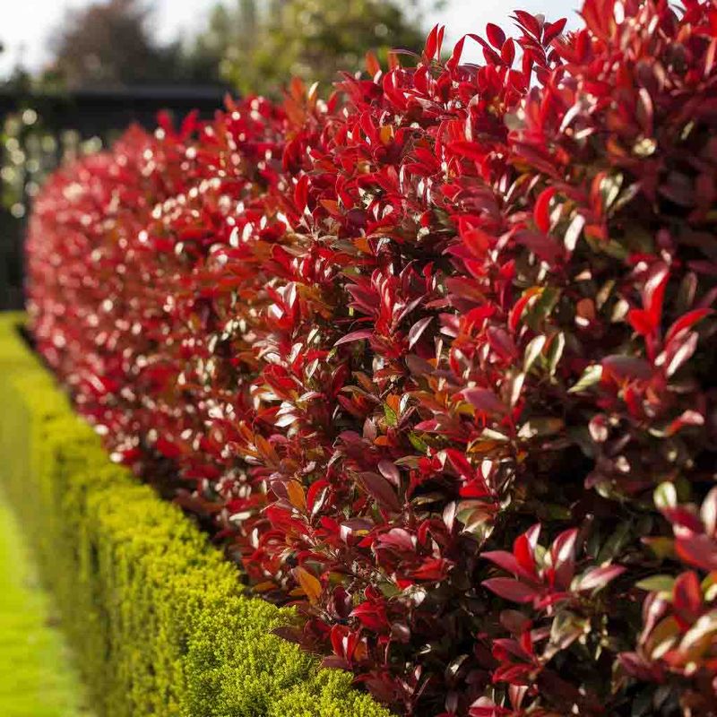 Photinia