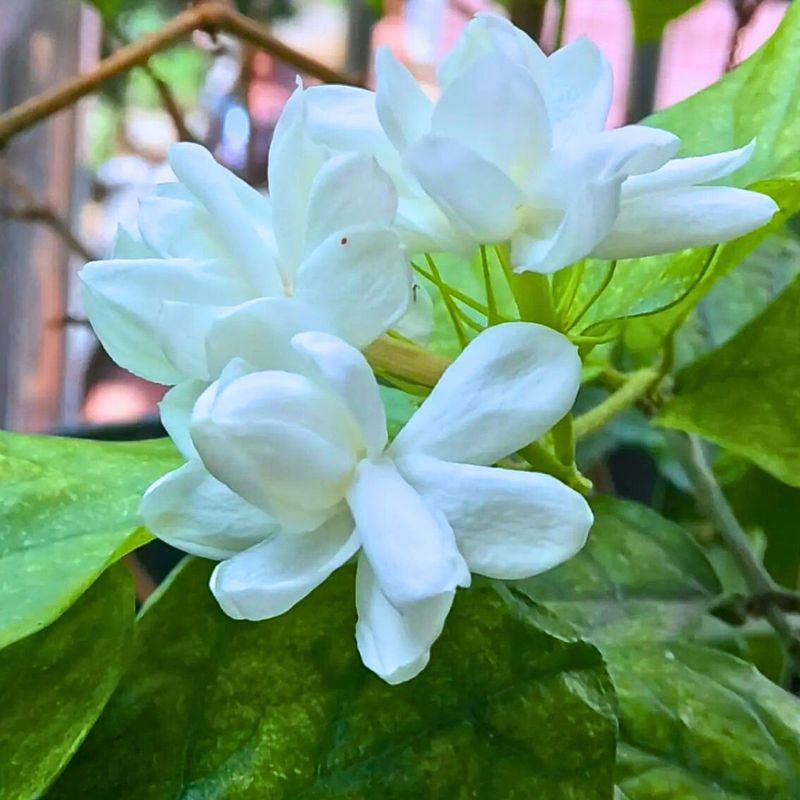Jasmine