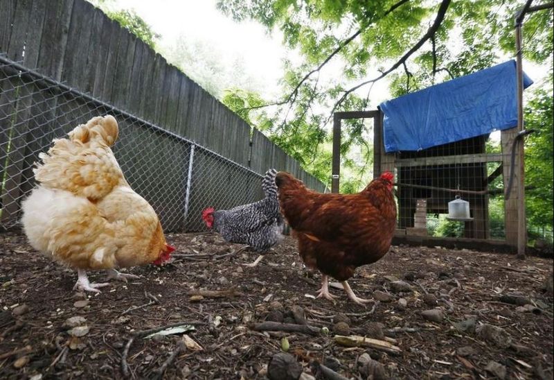 Backyard Chickens