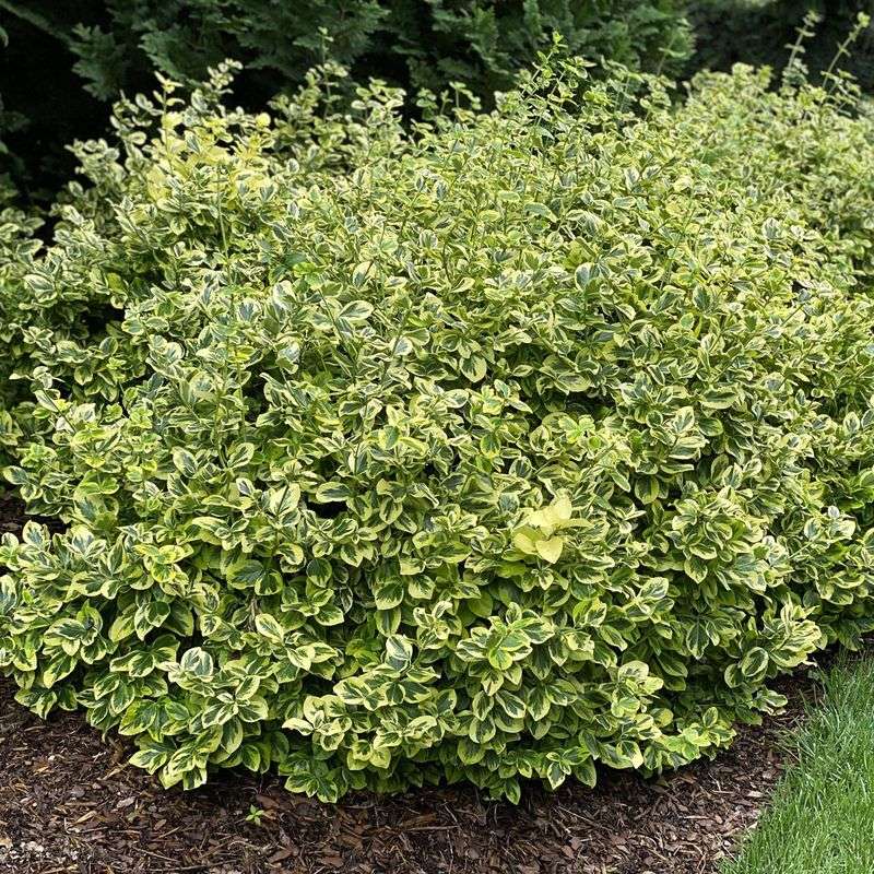 Euonymus