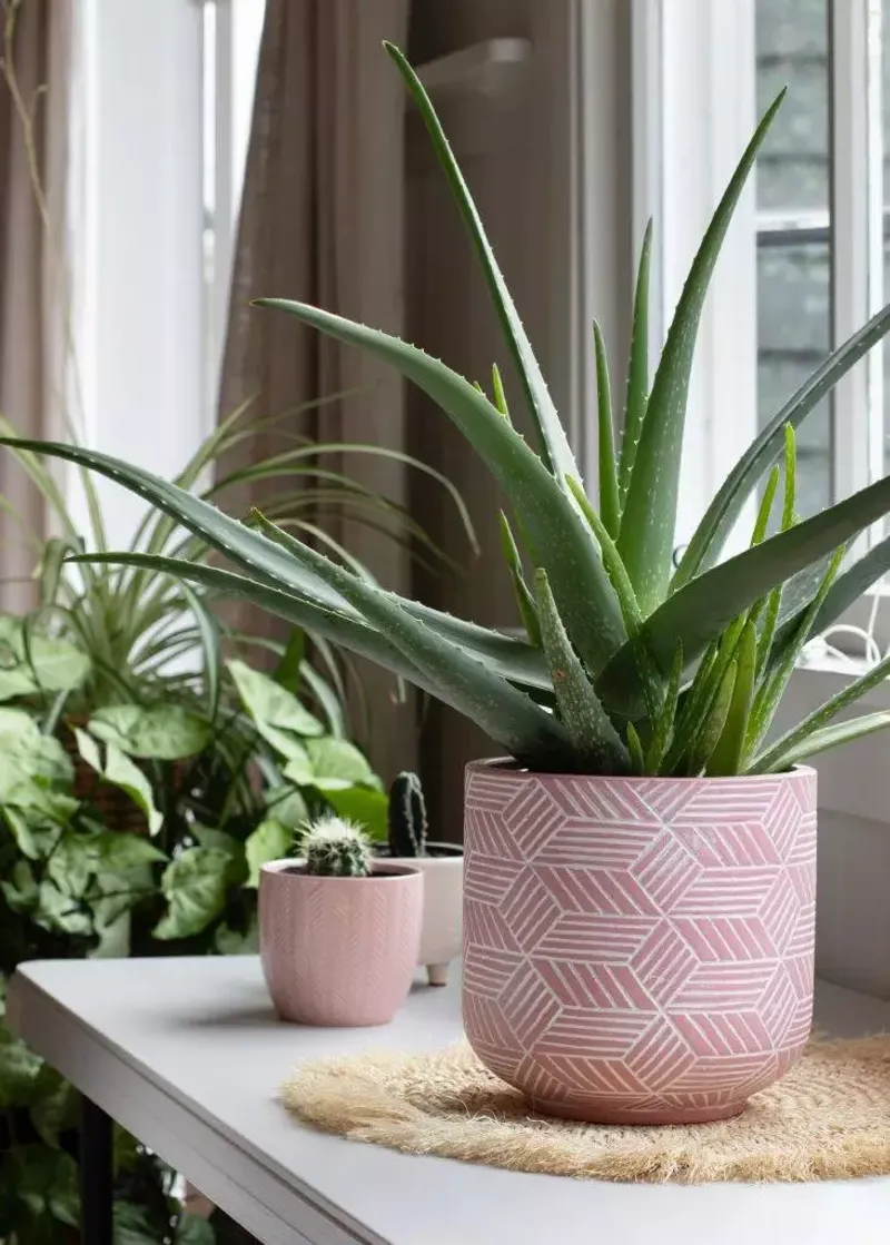 Aloe Vera 