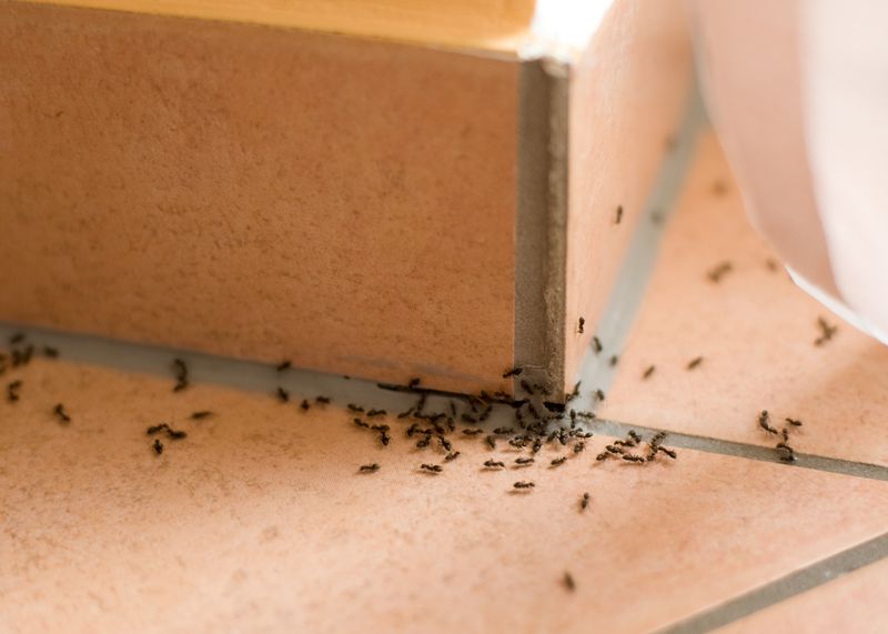 Pest Concerns