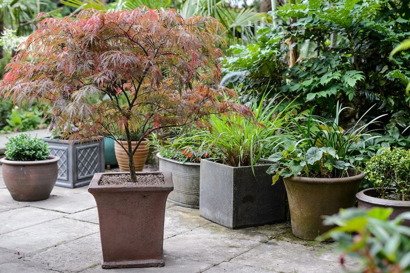 Patio Trees in Planters