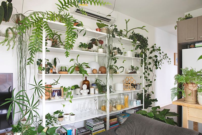 Excessive Plant Collection