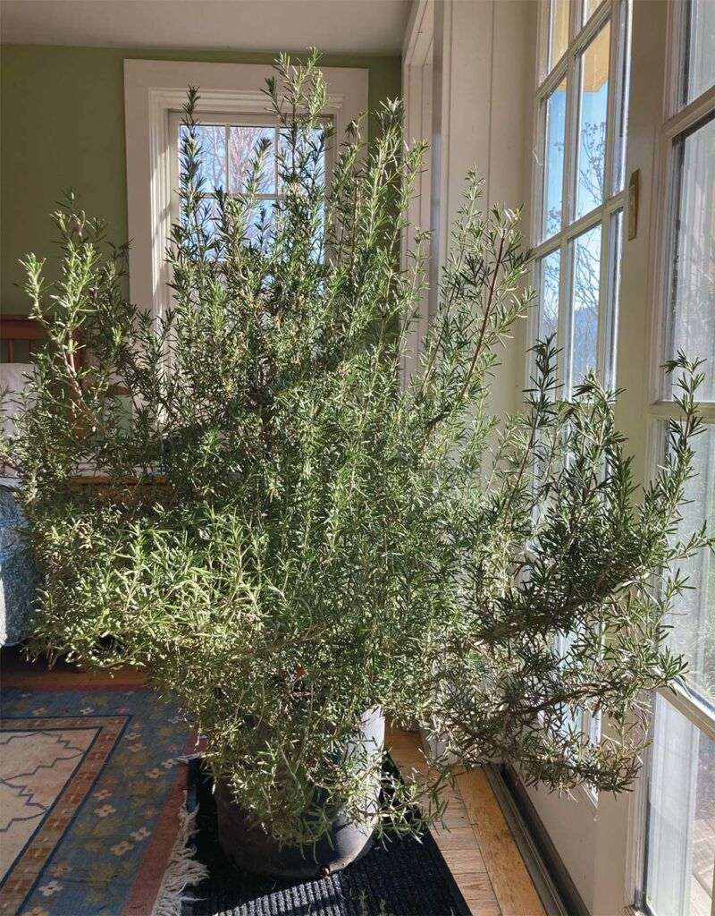 Rosemary 