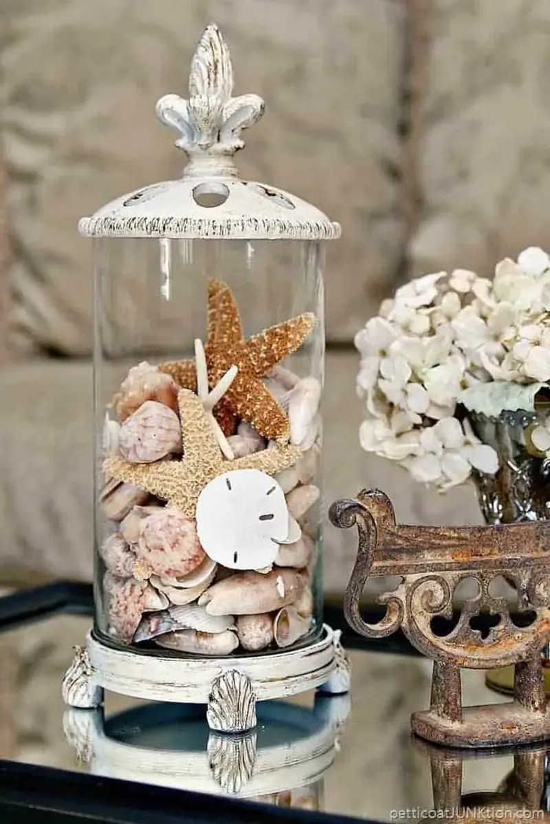 Seashell Displays