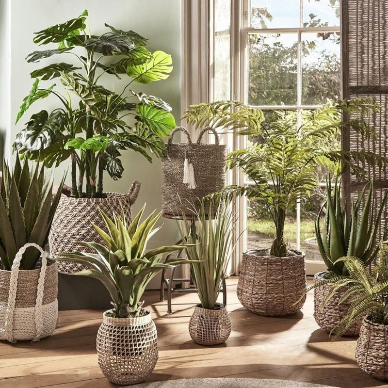 Plants in Baskets