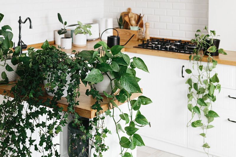 Pothos Vine Versatility