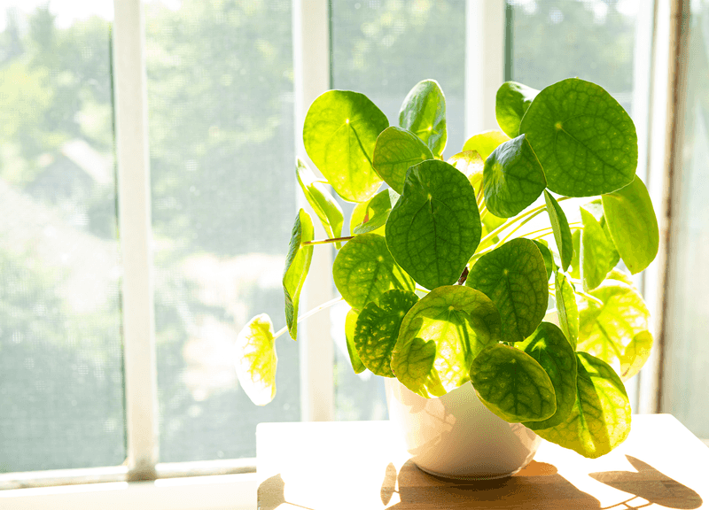 Money Plant 