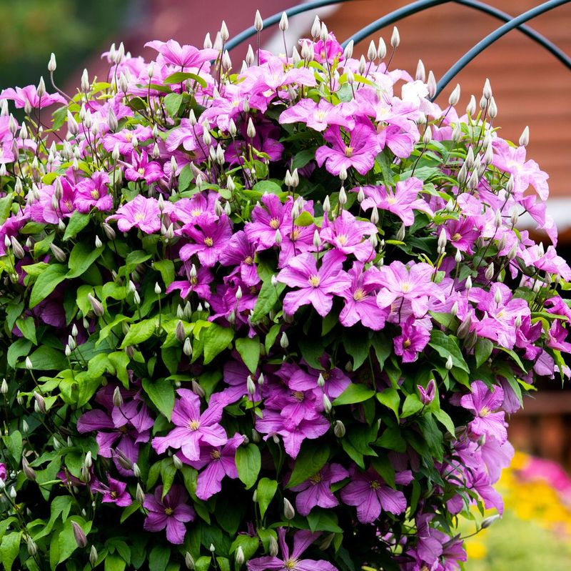 Clematis