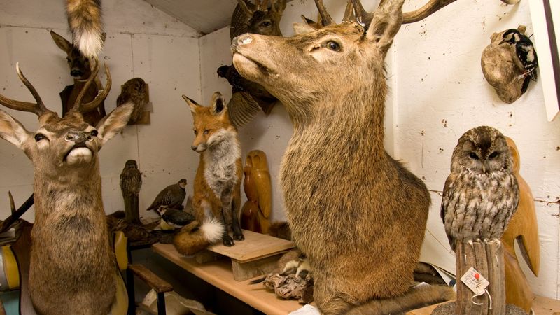 Vintage Taxidermy Collections