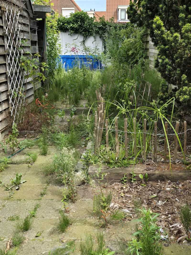 Dead or neglected plants