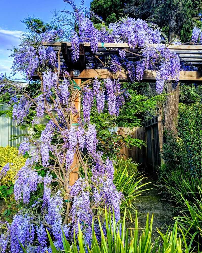 Shade-Producing Vines on Trellises
