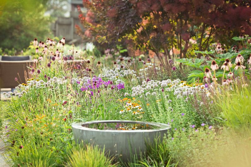 Butterfly And Bee Garden