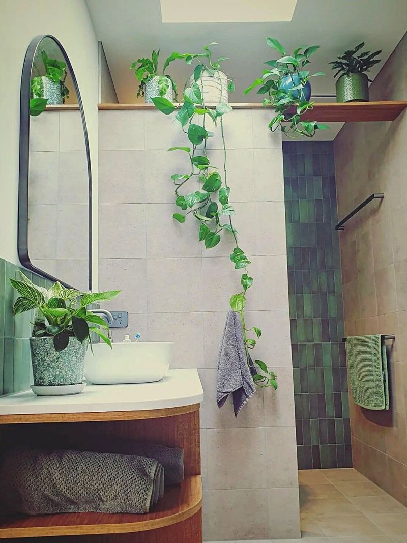 Introduce Plants That Thrive In Humidity