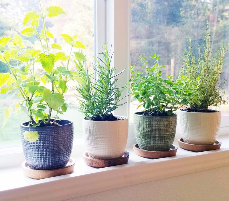 Windowsill Herb Garden