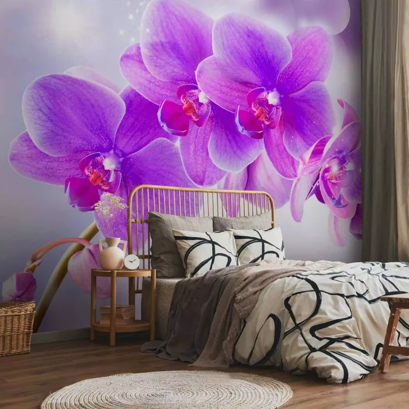 Orchid Elegance
