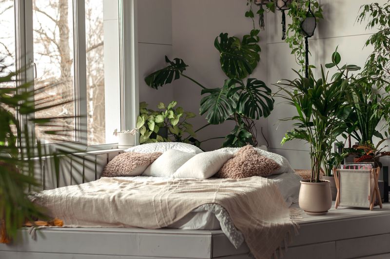 Plants for Fresh Air