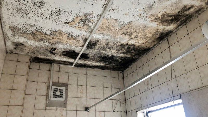 Mold-Ridden UK Flats