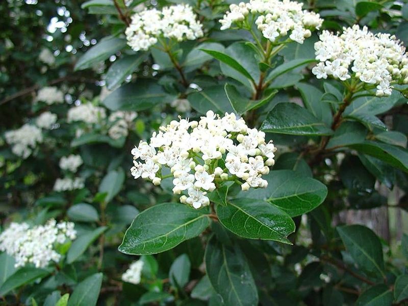 Viburnum