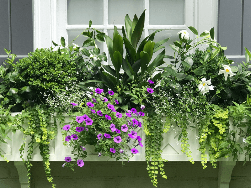 Add Window Boxes With Climbing Vines