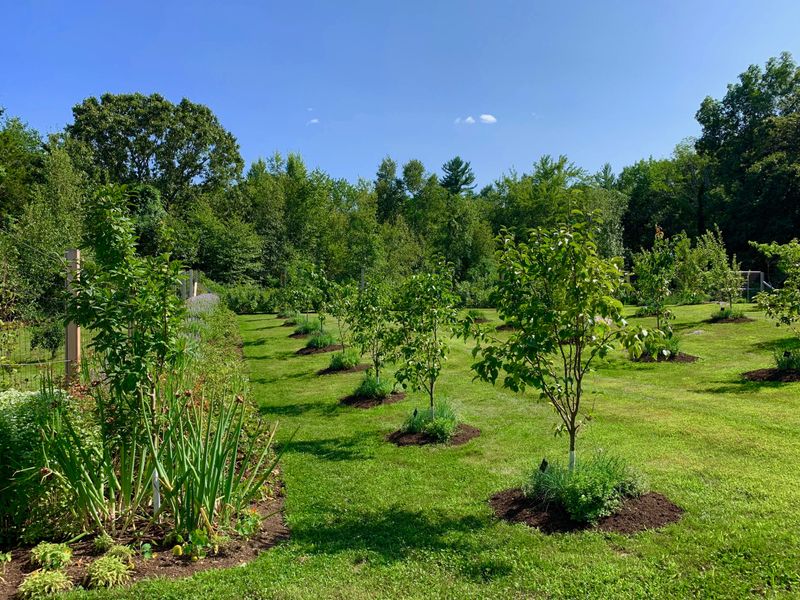 Fruit Tree Orchard