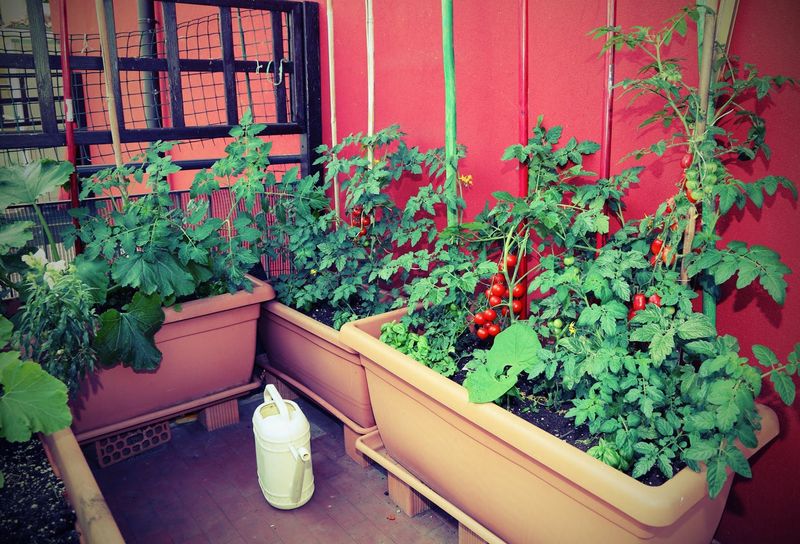 Window Box Herb Garden