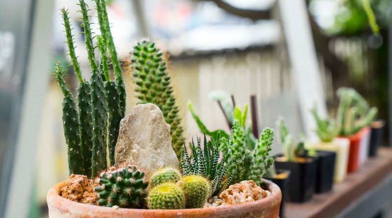 Potted Succulents
