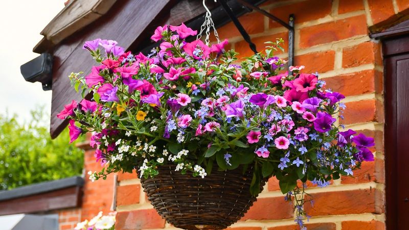Lush Hanging Baskets