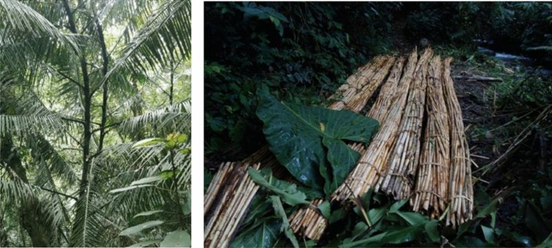 Regrows Quickly—A Renewable Material