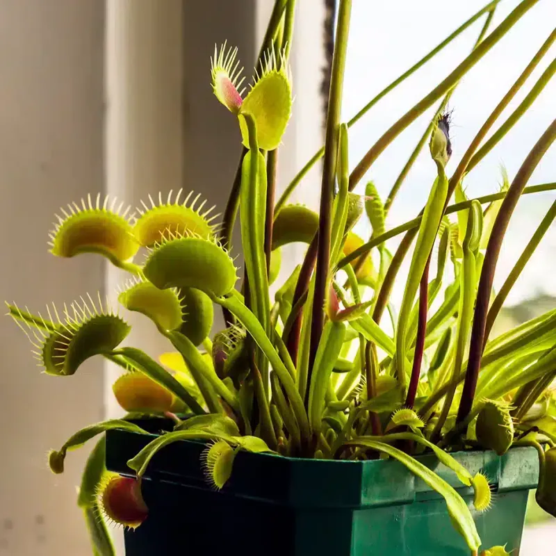 Venus Flytrap 
