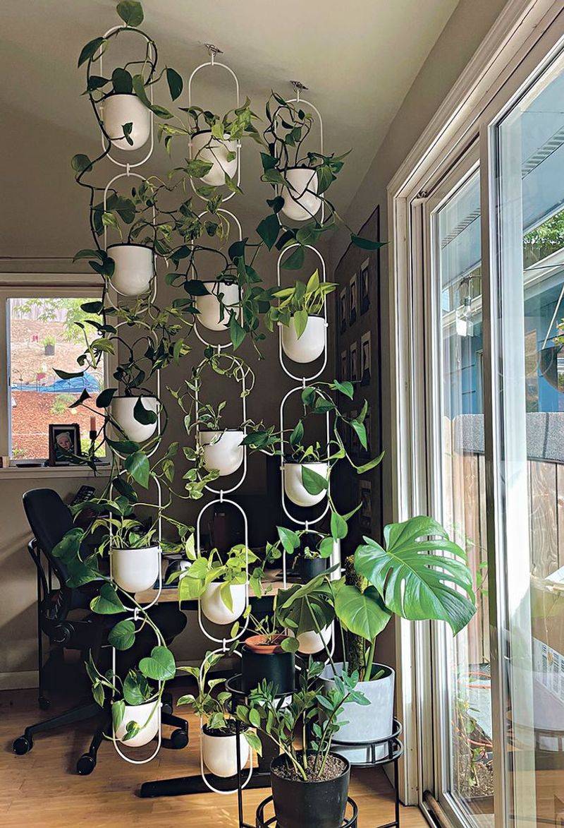 Indoor Plants As Natural Dividers