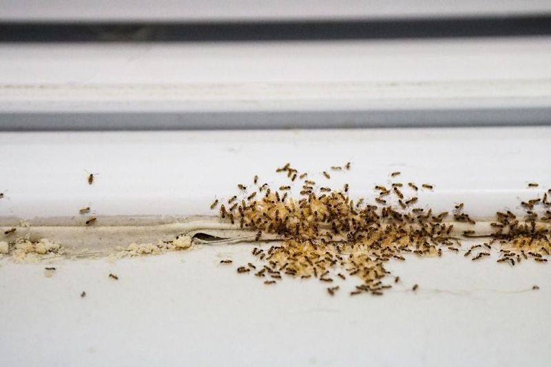 Letting Small Pest Problems Grow