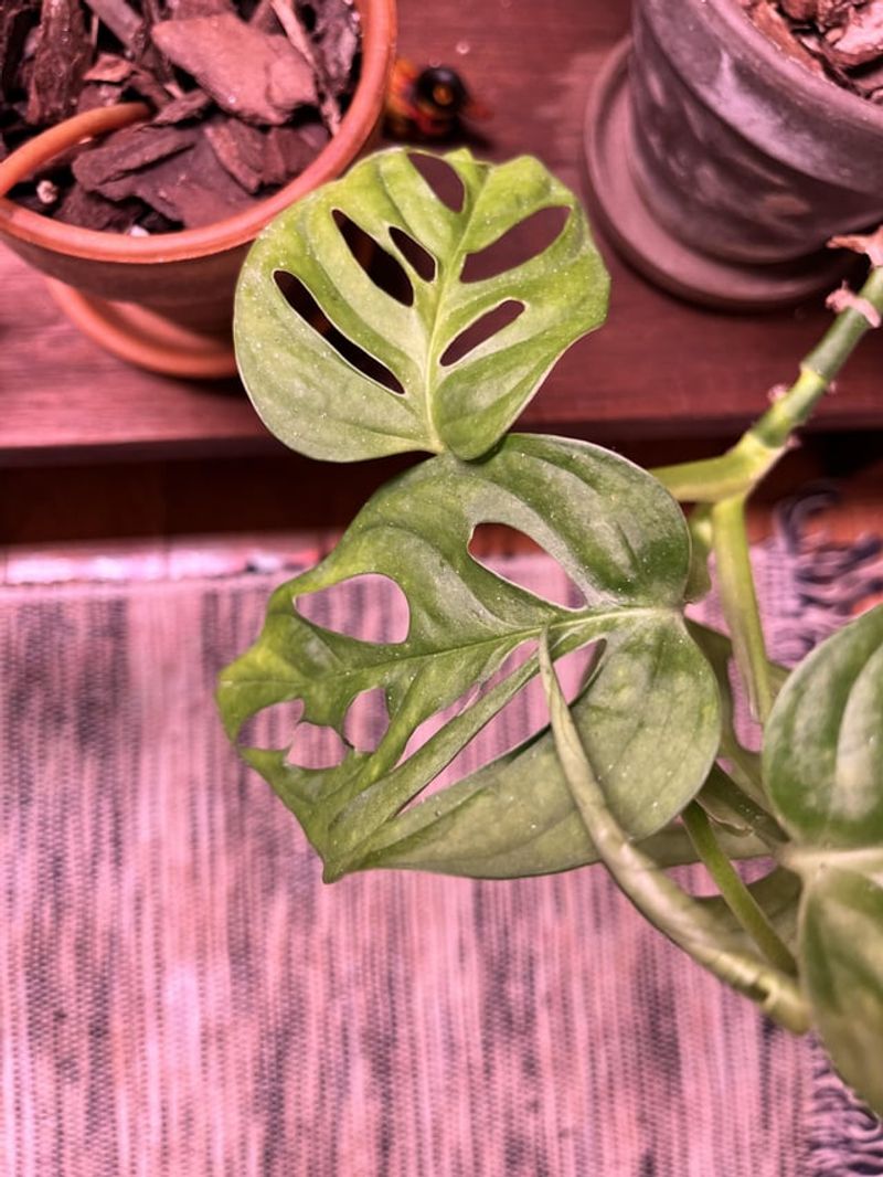 Dusty Plants