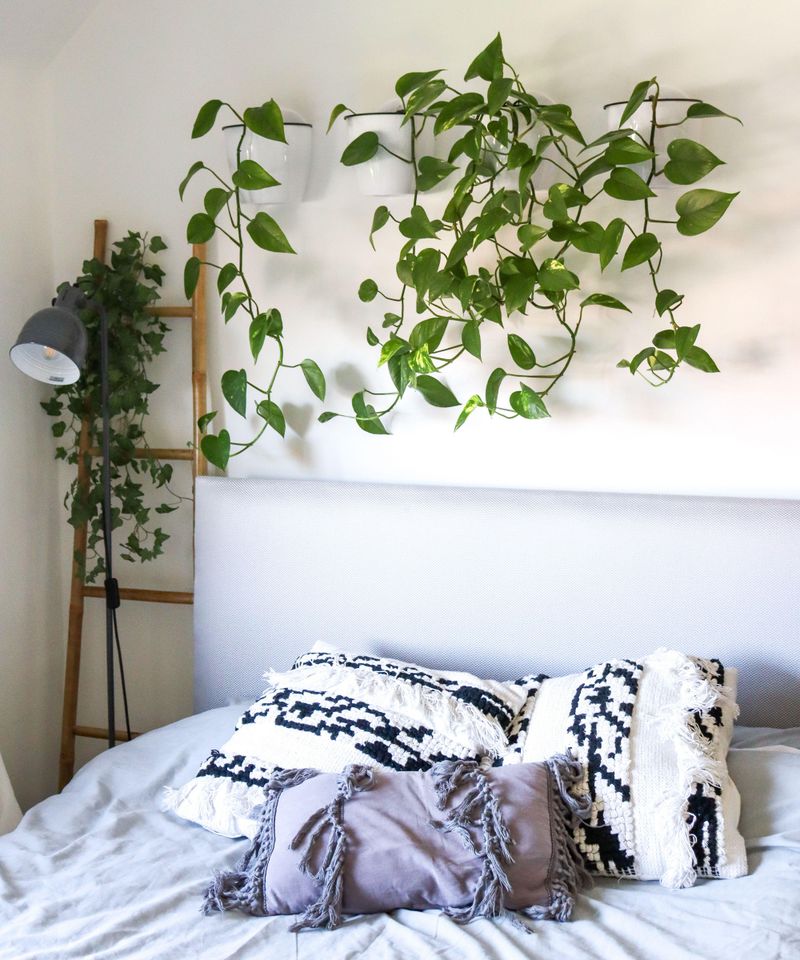 Pothos 