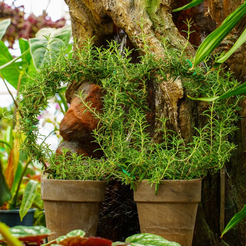 Aromatic Herbs