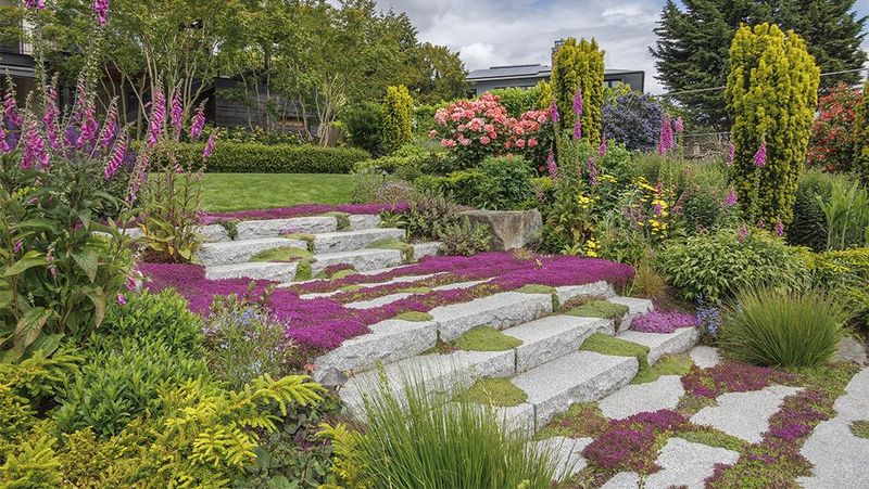 Plant Creeping Thyme Borders