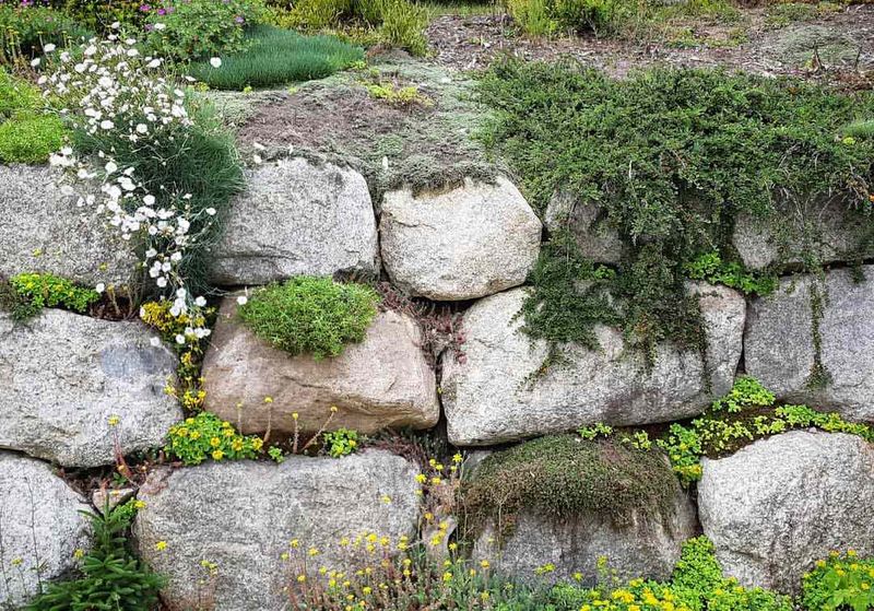 Moss-Covered Ancient Look
