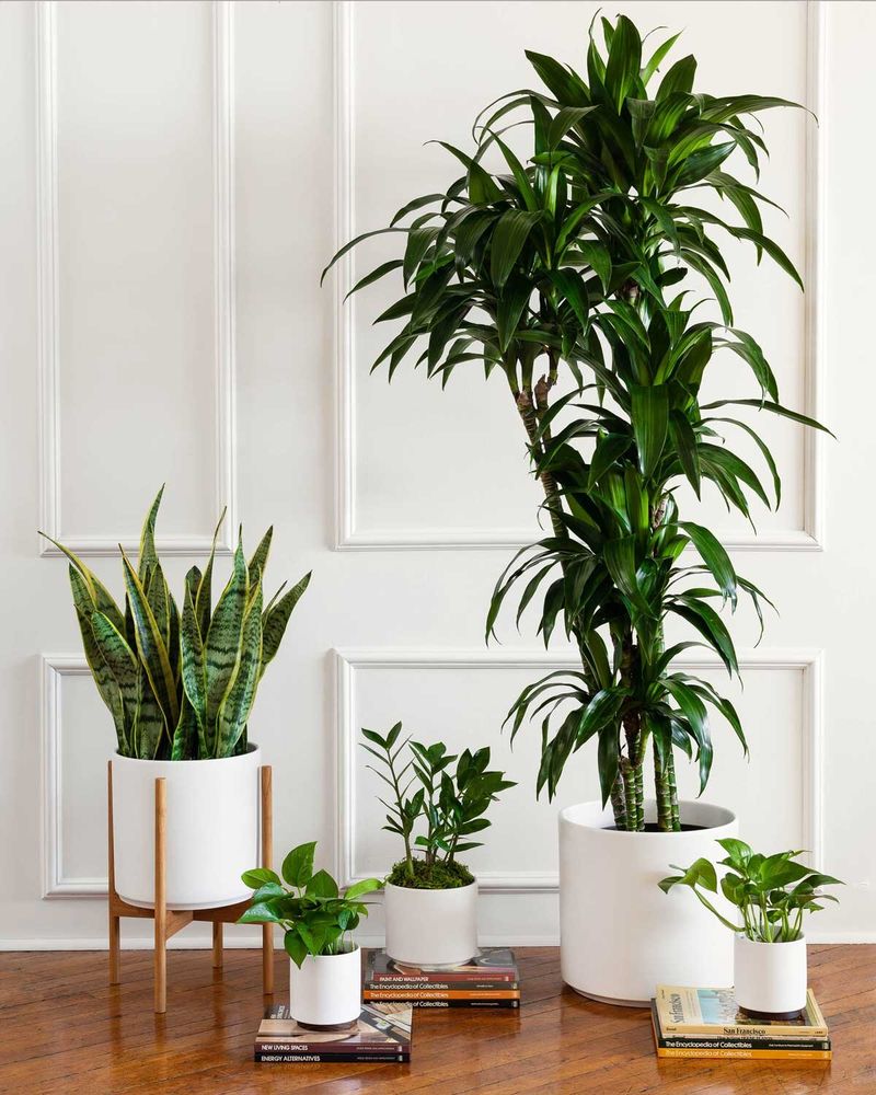 Introduce Air-Purifying Houseplants