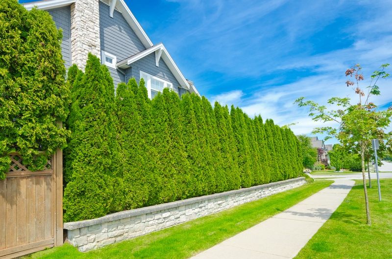 Living Privacy Screens