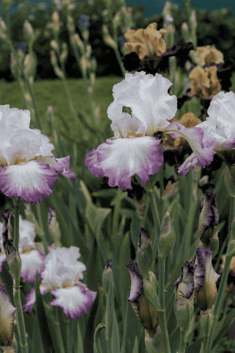 The Secret Language of Flowers