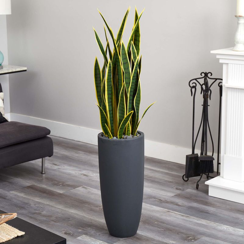 Statement Snake Plant