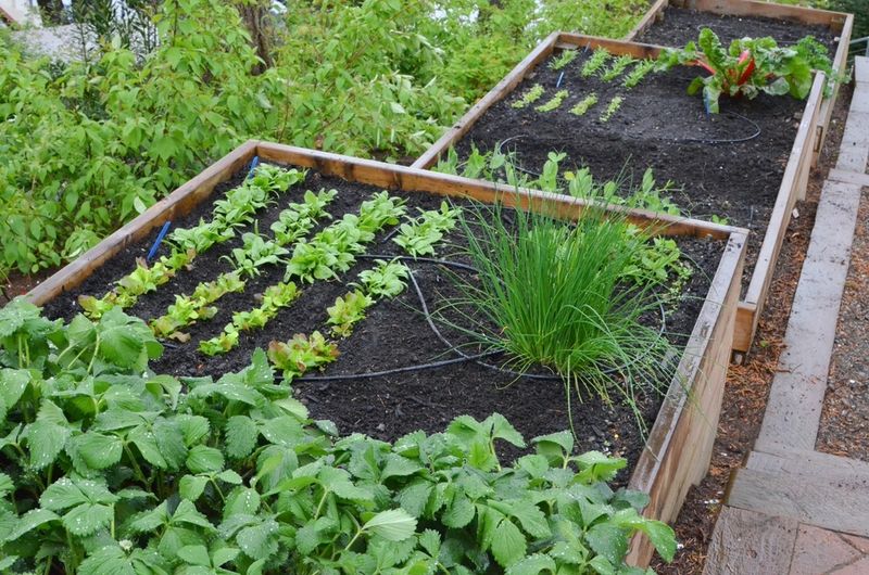 Vertical Vegetable Gardens