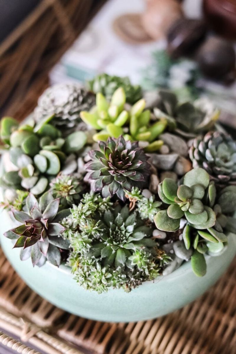 Succulent Corner Collection