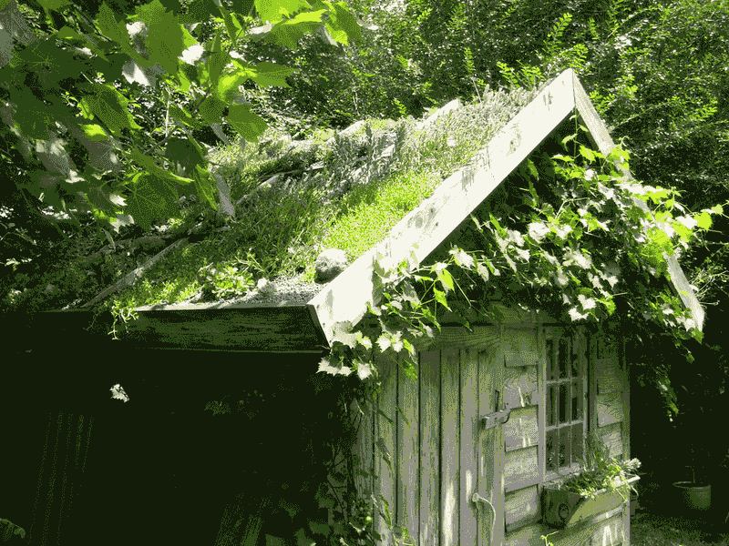 Create A Living Green Roof